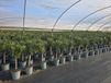 Sunny Tree - Laurier op stam - Nerium Oleander - 100-120 cm - Wit