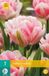 jub X 7 Tulipa Foxtrot Roze Muscari bloembollen