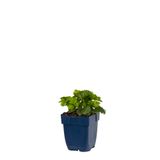 Griffioen Waldsteinia ternata vaste plant Griffioen