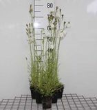 GRDplanten Groendecor Tuinarchitectuur 6x Klokje - Campanula pers. 'Alba' | 9x9 cm pot