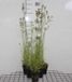 GRDplanten Groendecor Tuinarchitectuur 6x Klokje - Campanula pers. 'Alba' | 9x9 cm pot