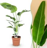 Green BoutiQ - Strelitzia Nicolai - Paradijsvogelbloem - Kamerplant - Groen - Pot 21cm - Hoogte 110-120cm