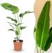 Green BoutiQ - Strelitzia Nicolai - Paradijsvogelbloem - Kamerplant - Groen - Pot 21cm - Hoogte 110-120cm