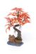 Pennplax Rode Bonsai Boom Aquarium Decor, 8-Inch - RR969