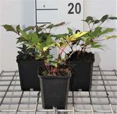 Astilbe 6x Pluimspirea 'Vesuvius' | 9x9 cm pot
