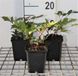 Astilbe 6x Pluimspirea 'Vesuvius' | 9x9 cm pot
