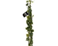 Bellatio Design Kunstplant Hangplant Slinger Klimop Hedera Groen 180 cm