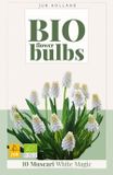 JUB Muscari white magic bio bloembol JUB 10 stuks