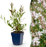 Green boutiQ Vasteplant Gaura lindh. Whirling Butterflies Prachtkaars Bijen- en vlinderlokkers Wit 12 Planten Pot 11cm Hoogte 15-25cm