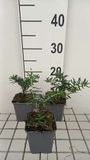GRDplanten Groendecor Tuinarchitectuur 6x Steenzaad - Lithodora dif. 'Star' | 9x9 cm pot