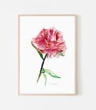 A4 Michelle Dujardin A4 pioenrozen art print