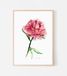 A4 Michelle Dujardin A4 pioenrozen art print