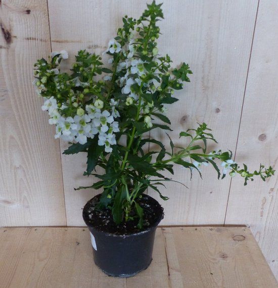 Warentuin Natuurlijk Angelonia Angustifolia wit