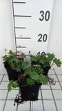 GRDplanten Groendecor Tuinarchitectuur 6x Ooievaarsbek - Geranium sang. 'Max Frei' | 9x9 cm pot