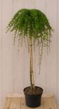 Warentuin natuurlijk Japanse Larix Larix kaempferi 'Stiff Weeper' 105 cm stamhoogte 60 cm