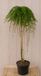 Warentuin natuurlijk Japanse Larix Larix kaempferi 'Stiff Weeper' 105 cm stamhoogte 60 cm