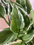 GRDplanten Groendecor Tuinarchitectuur 6x Hartlelie, Funkia - Hosta ‘Undulata Albomarginata’ | 9x9 cm pot