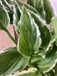 GRDplanten Groendecor Tuinarchitectuur 6x Hartlelie, Funkia - Hosta ‘Undulata Albomarginata’ | 9x9 cm pot