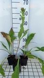 GRDplanten Korenbloem 6x Centaurea macrocephala | 9x9 cm pot