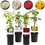 Green boutiQ Klimroos - Rosa Rainbow - 4 planten