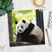 Red Robin Panda Kalender 2027