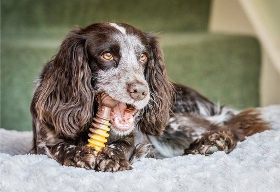 Nylabone Extreme Kauwbot - Rund & Kaas - XL