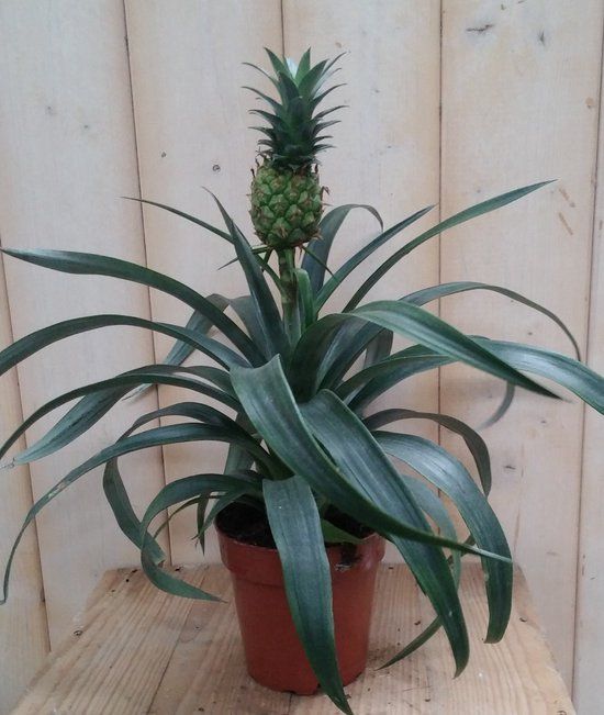 Warentuin natuurlijk - Ananasplant