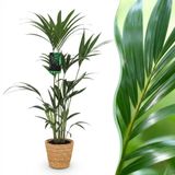 Green boutiQ - Howea Forsteriana - Kentia Palm - Kamerplant - Groen - Pot 21cm - Hoogte 120-130cm