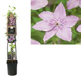 Van der Starre Klimplant Clematis Hagley Hybrid 120 cm Bosrank