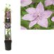 Van der Starre Klimplant Clematis Hagley Hybrid 120 cm Bosrank