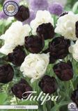 Dutch Flower Lady Charming Garden Tulpenbollen 10 stuks bolmaat 12+ Wit/Zwart