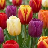 Green boutiQ - 280x Tulipa Triumph mix - Triomf-tulp mix - Diversen - Voorjaarsbloeier - Bolmaat 11/17