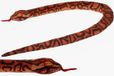 Cornelissen Cornellisen Regenboog Boa Knuffel Slang Pluche 150 cm - Donkerrood