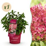 Plantenboetiek.nl | Hydrangea panniculata Groundbreaker Ruby - Pluimhortensia - Winterhard - Rood - 8 Planten - Ø14cm - 20-25cm hoog - Tuinplant