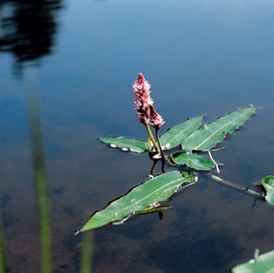 Moerings Polygonum amphibium P9