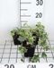 GRDplanten Groendecor Tuinarchitectuur 12x Klimop , Witbonte Klimop, Bontbladige Klimop - Hedera helix 'Marg. Elegantissima' | 9x9 cm pot