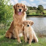 Ambiente servetten "Golden Retriever"