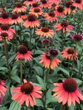 GRDplanten Groendecor Tuinarchitectuur 6x Zonnehoed - Echinacea purp. 'Hot Summer'® | 9x9 cm pot