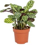 Bloomique Ctenanthe Burle-Marxii Gebedsplant Kamerplant Diervriendelijk Luchtzuiverend Hoogte 20-30 cm Pot 12 cm