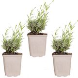 Bloomique - Set van 3 - Lavandula Angustifolia Hidcote - Echte Lavendel