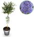 Green boutiQ - Plant op Stam - Ceanothus thyrsiflorus Repens - Terras Plant - Bladhoudend - Winterhard - Paarse Bloem - Pot 19cm Hoogte 90cm