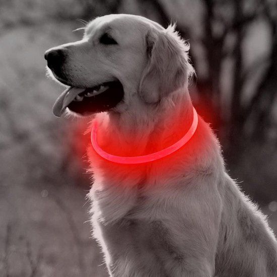 LED Halsband Hond - Rood - M - USB Oplaadbaar - Lichtgevend