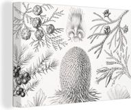OneMillionCanvasses Canvas Schilderij - Coniferen - Zwart-Wit - 60x40 cm