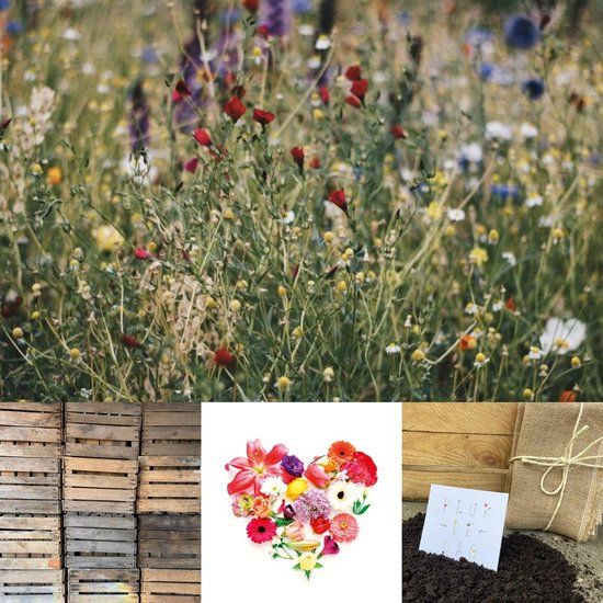 LiefsLabel.nl BLOEMENTUINTJE | LiefsLabel | Cadeaupakket | Bloemzaadjes | Bijenbloemen | Duurzaam | Geschenk