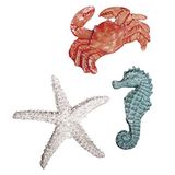 RAYHER HOBBY Zeedieren set