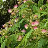 Arborix Albizia Julibrissin Ombrella - Zijdeboom 40-50 cm in pot