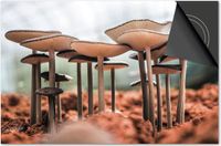 Dietrix Inductie Beschermer - 78x52cm - Herfst Paddenstoelen
