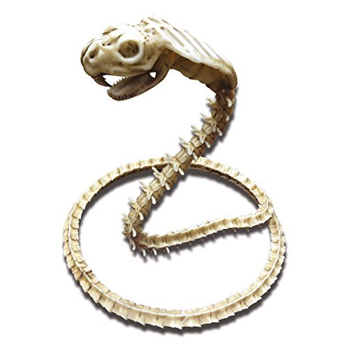 Viving costumes Viving Kostuums 204953 Skeleton Cobra, 50 x 42,5 x 12,5 cm, Multi Kleur