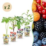 Green boutiQ Fruitplanten Rainbow - 8 Stuks