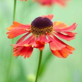 Arborix Helenium 6 x 'Moerheim Beauty' - Zonnekruid pot 9x9cm
